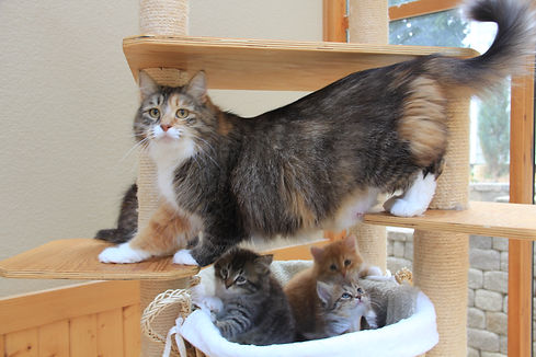 Champion Ulyana- Siberian cat queen, retired very low allergen
