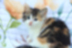 Zelda- Calico Siberian girl kitten