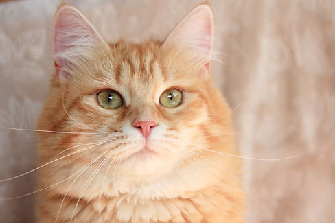 Mei- Red tabby Siberian queen, green eyes, hypoallergenic