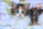 Zendaya- Calico Siberian kitten