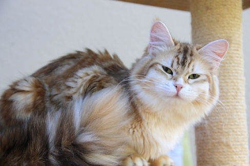 Falbala- Black Godlen Classic tabby Siberian queen cat- Sunshine Siberian