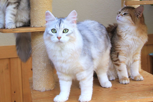 Bluebell Vistula- Bimetallic Silver Sunshine Siberian queen cat