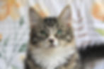 Glinda- Medium low allergen female Siberian kitten