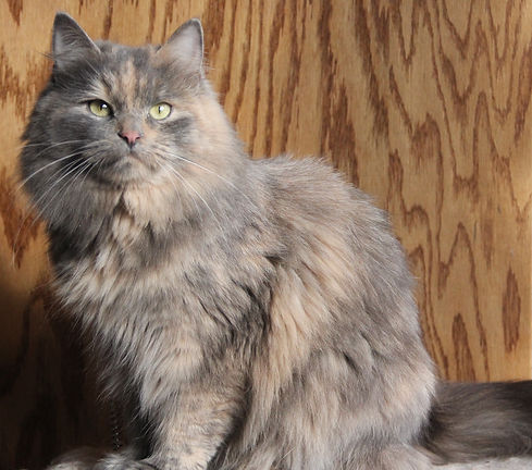 Galilea- Blue tortoiseshell tortie Pink Siberian queen cat- Extra low allergen hypoallergenic cat