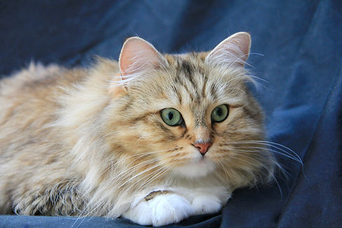 Zsofia- Brown golden sunshine Siberian cat queen, gorgeous green eyes, very low allergen, hypoallergenic