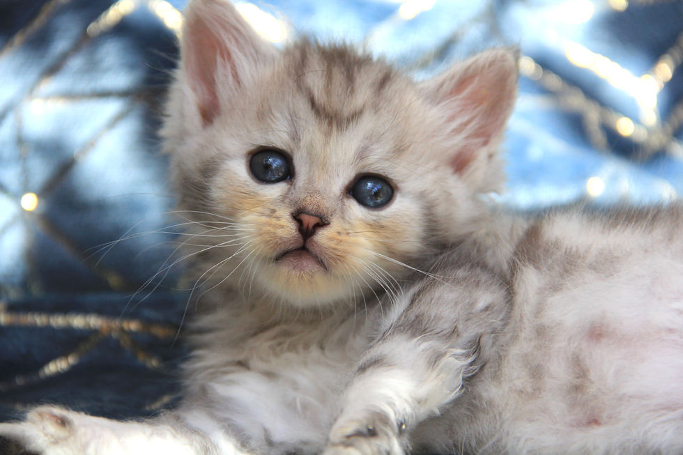 Niffler- Black silver classic tabby Siberian male kitten