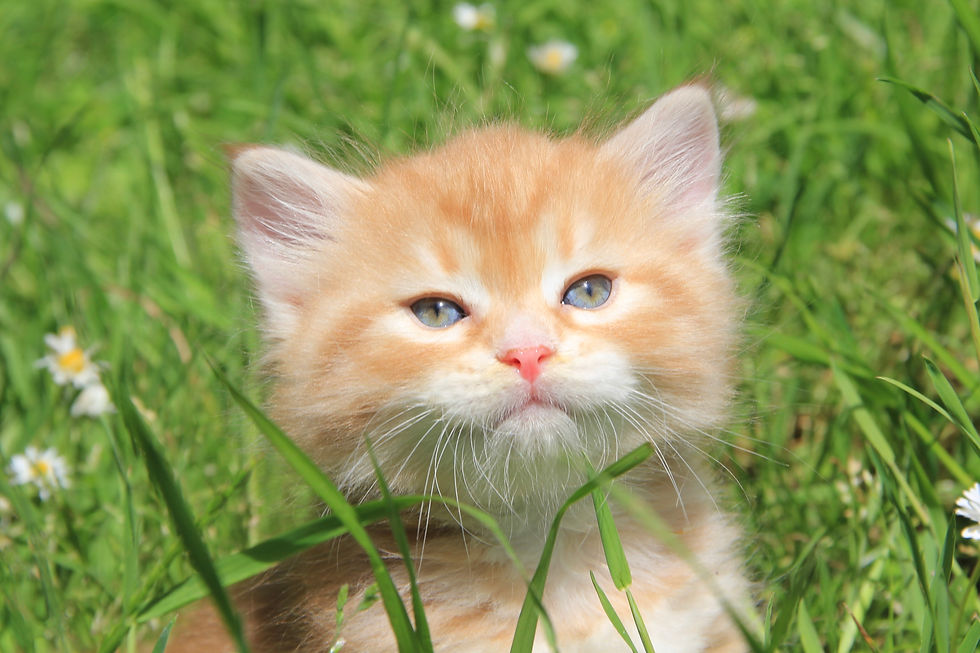 Kittens | Siberian Catteries