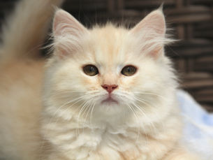 New Arrivals, Sweet Retirees & Special Opportunities 💝