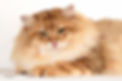 Fyodor- Champion Golden Siberian Sunshine cat, very low allergen, hypoallergenic