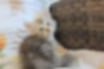 Aurora- Black silver Mac tabby- female siberian kitten