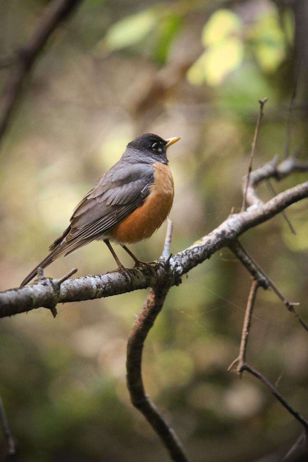 Abundant birdlife