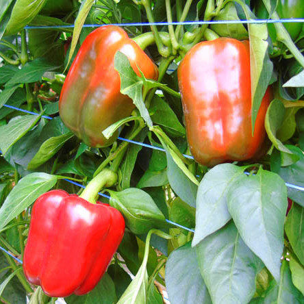 Paprikas