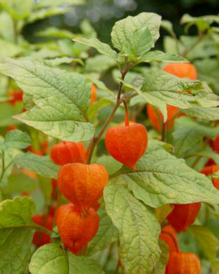 Fizāļi