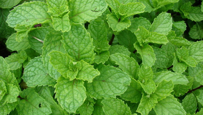 Piparmētra