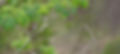 Song sparrow singing away_edited.jpg