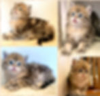 blackgoldenclassictabby