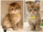 blackgoldCOLINclassictabby