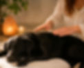 dog reiki2_edited.jpg