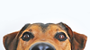 Closeup Photo of Brown and Black Dog Face.png