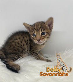 Add Watermark_2021_12_12_08_07_00 (5)