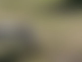 Why Every Dog Should Try Scentwork - Not Just Working Breeds