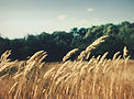 Wheat Field_edited.jpg