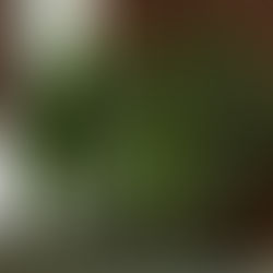 luxury hair salon green plants 