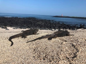 Marine Iguanas on the beach- tough life!