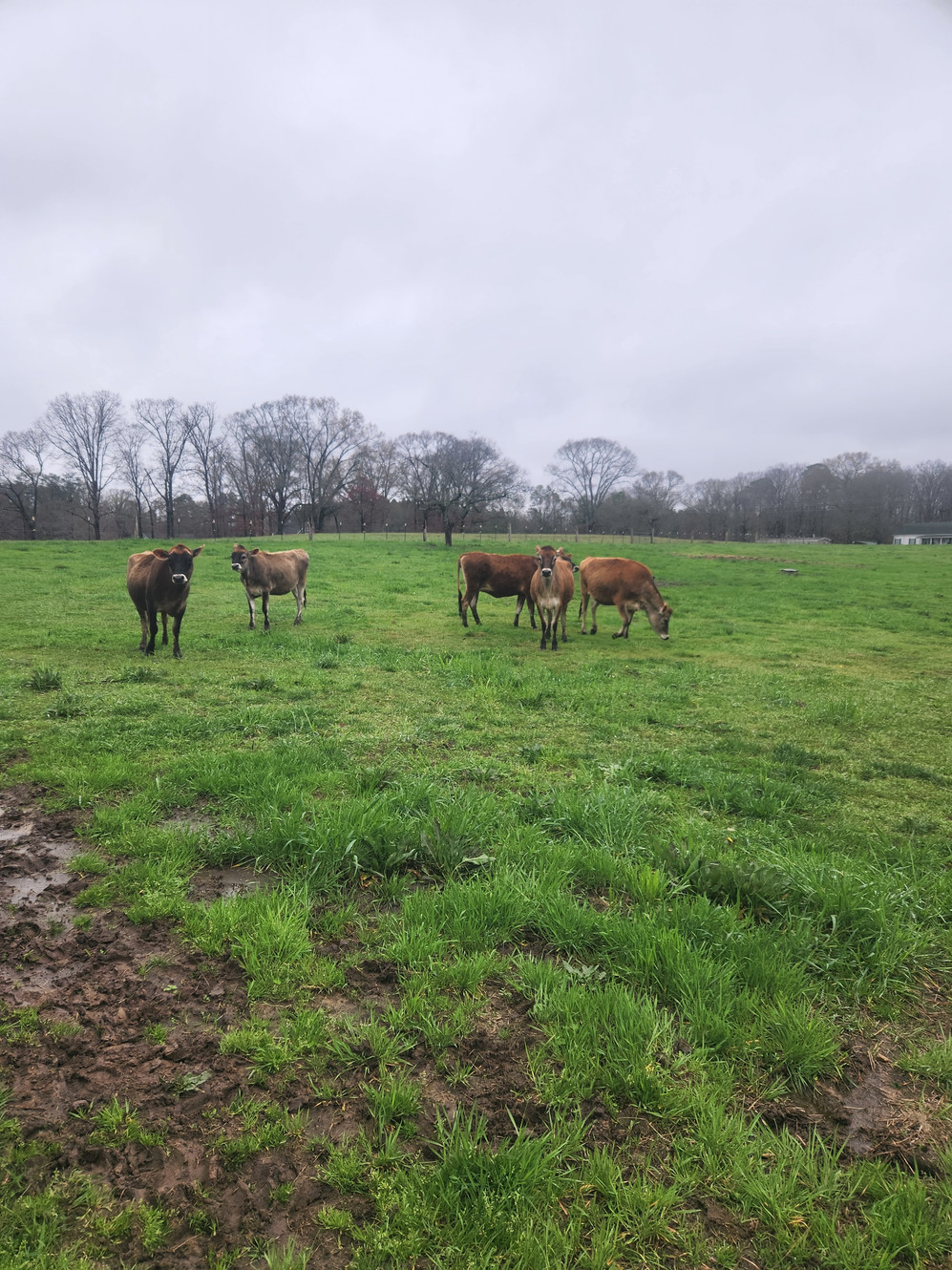 Legacy Springs Farm Dairy, LLC