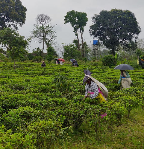 Tea garden.jpeg