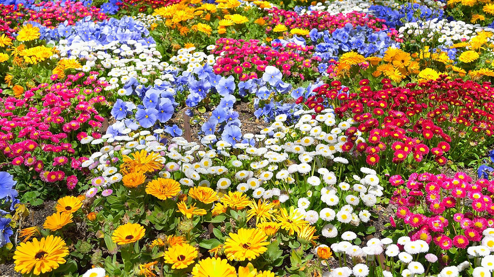 Nicks Garden Center (1).jpg