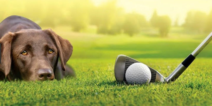 doggy golf