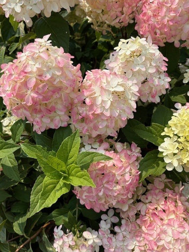 For The Love Of Plants - Flowers