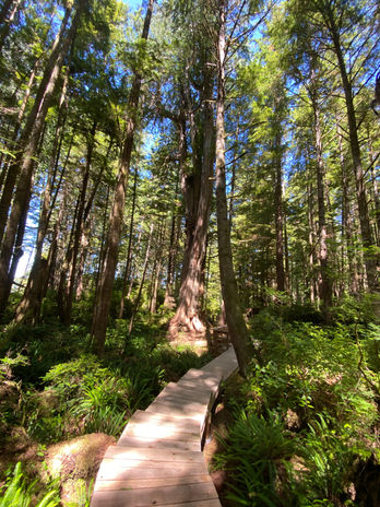 Wooden boardwalk through a dense forest