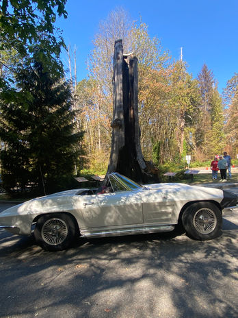 White classic convertible parked in a park by a large tree stump