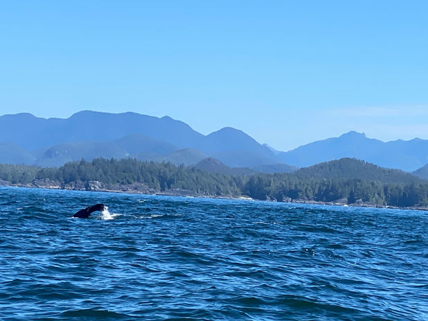 Whale tail splashing in blue ocean with mountains