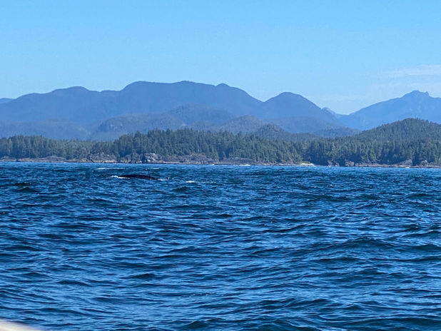 Ocean with forested coast, mountains, and a distant whale