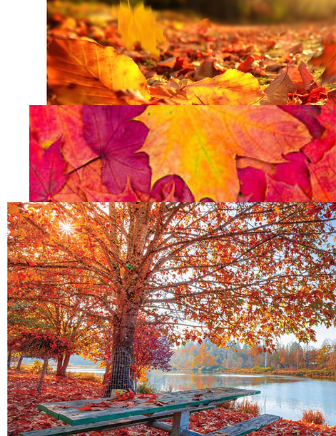 Salinan dari Salinan dari PORTOFOLIO FESYEN GDRIVE_edited.png