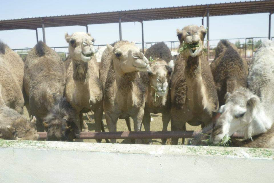 repas des chamelles dans une ferme de camélidés
