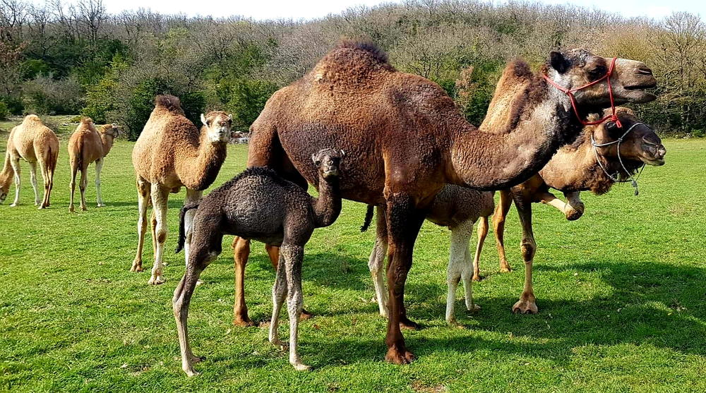 LES DROMADAIRES DE CAMELARZAC-FRANCE CHRISTELE DEROSCH
