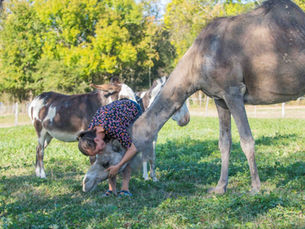 Florence Lombardini, animal mediation specialist, Terres d'Emeraude