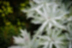 Close-up of a garden design at the RHS Chelsea Flower Show combining the fine, feathery silver leaves of Artemisia with the contrasting bright lime-green foliage and burgundy stems of Euphorbia 'Fens Ruby'