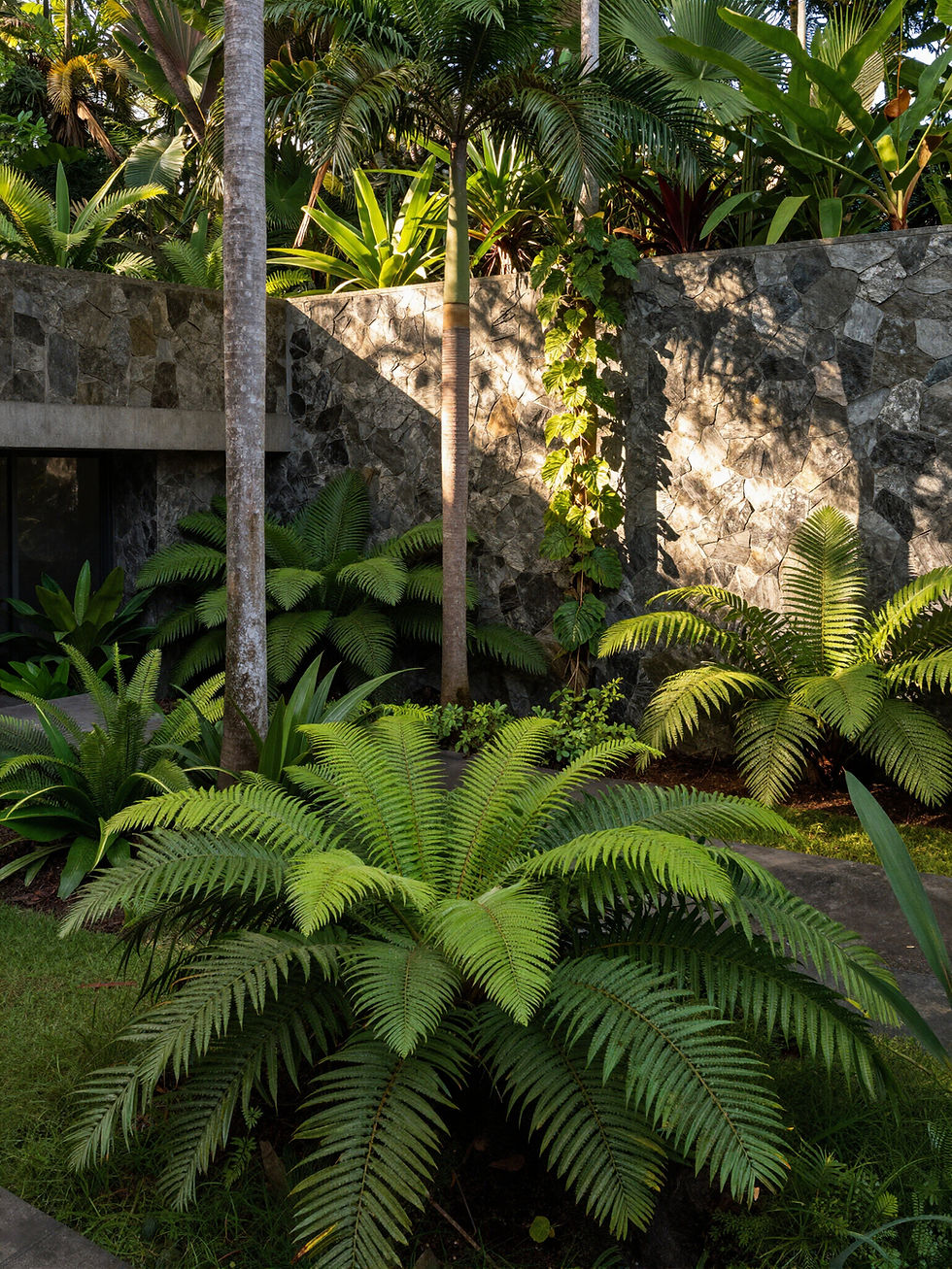 Contemporary front garden design visual, with lush green jungle planting including ferns and palms. Simple paired-back planting compliments modern natural stone and concrete architecture.
