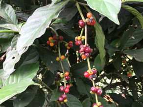 My Journey: Buying Land in the Peruvian Amazon