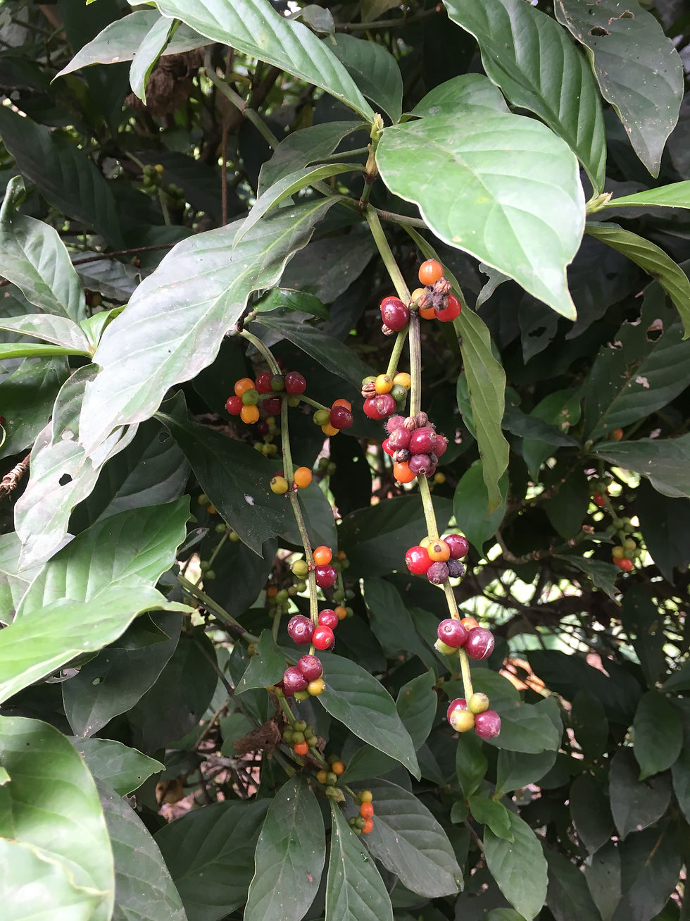 My Journey: Buying Land in the Peruvian Amazon