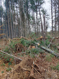 C&C Tree Service Southern Illinois Tree Service and Excavation Dirt Work