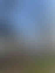 Professional tree removal by C&C Tree Service in Williamson County, Southern Illinois