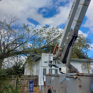 Tree Services