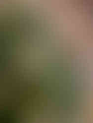 Christmas trees and holiday greenery available at The Patch