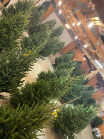 Christmas trees and holiday greenery available at The Patch